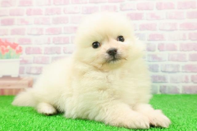 埼玉県のポメラニアン (Coo&RIKUアニマルケアセンター大宮/2025年11月20日生まれ/女の子/クリーム)の子犬の3枚目の画像