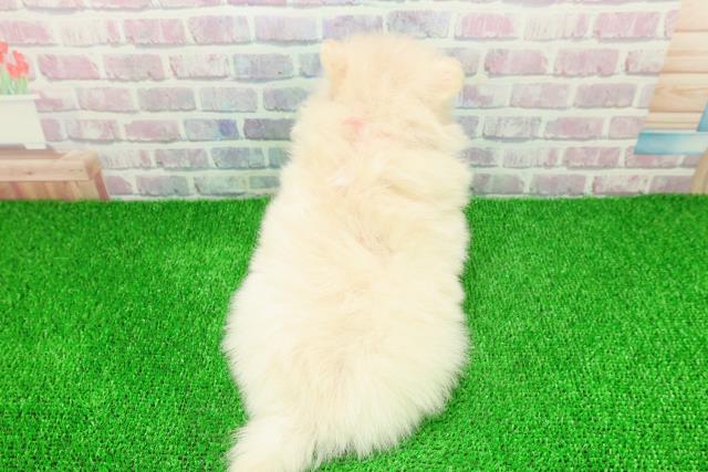 埼玉県のポメラニアン (Coo&RIKUアニマルケアセンター大宮/2025年11月20日生まれ/女の子/クリーム)の子犬の4枚目の画像