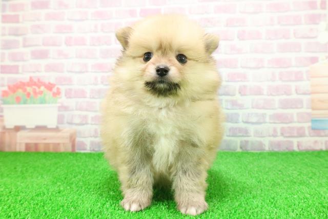 埼玉県のポメラニアン (Coo&RIKUアニマルケアセンター大宮/2025年11月20日生まれ/男の子/オレンジセーブル)の子犬の1枚目の画像