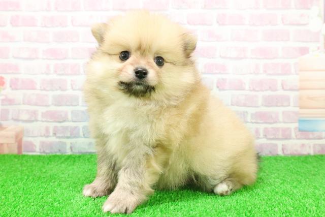 埼玉県のポメラニアン (Coo&RIKUアニマルケアセンター大宮/2025年11月20日生まれ/男の子/オレンジセーブル)の子犬の2枚目の画像