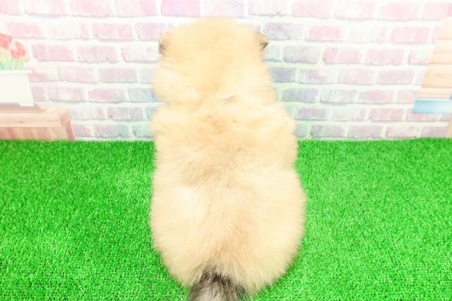 埼玉県のポメラニアン (Coo&RIKUアニマルケアセンター大宮/2025年11月20日生まれ/男の子/オレンジセーブル)の子犬の4枚目の画像