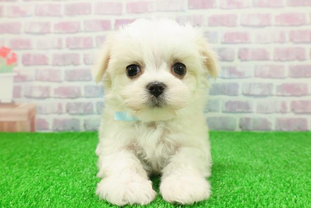 埼玉県のマルチーズ (Coo&RIKUアニマルケアセンター大宮/2025年11月21日生まれ/男の子/ホワイト)の子犬の1枚目の画像