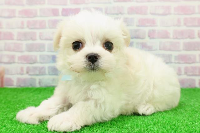 埼玉県のマルチーズ (Coo&RIKUアニマルケアセンター大宮/2025年11月21日生まれ/男の子/ホワイト)の子犬の2枚目の画像