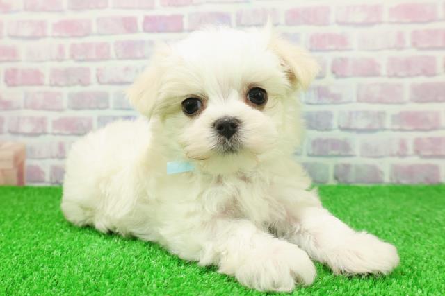 埼玉県のマルチーズ (Coo&RIKUアニマルケアセンター大宮/2025年11月21日生まれ/男の子/ホワイト)の子犬の3枚目の画像