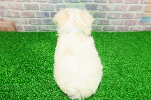 埼玉県のマルチーズ (Coo&RIKUアニマルケアセンター大宮/2025年11月21日生まれ/男の子/ホワイト)の子犬の4枚目の画像