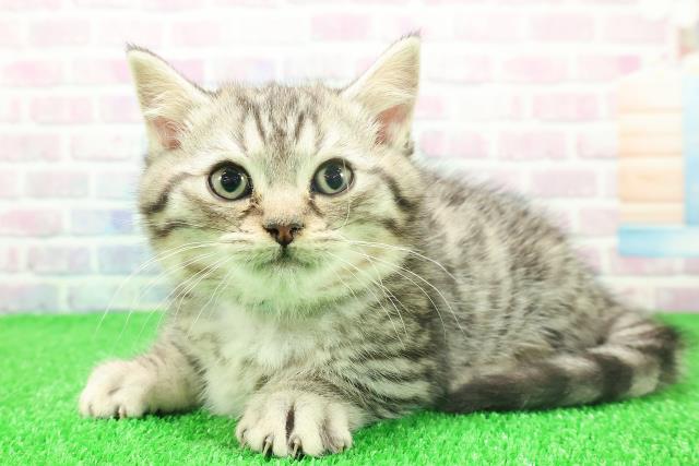 岩手県のミヌエット (Coo&RIKU岩手盛岡店/2025年11月22日生まれ/男の子/シルバータビー)の子猫の2枚目の画像