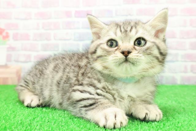 岩手県のミヌエット (Coo&RIKU岩手盛岡店/2025年11月22日生まれ/男の子/シルバータビー)の子猫の3枚目の画像