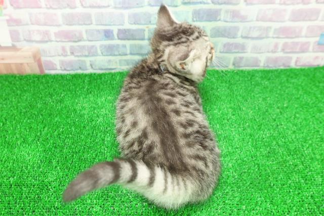 岩手県のミヌエット (Coo&RIKU岩手盛岡店/2025年11月22日生まれ/男の子/シルバータビー)の子猫の4枚目の画像