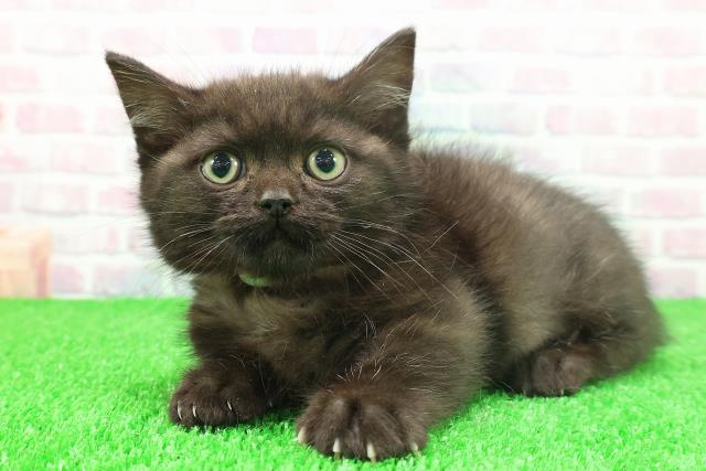 北海道のミヌエット (Coo&RIKU北見店/2025年11月22日生まれ/男の子/ブラックタビー)の子猫の2枚目の画像