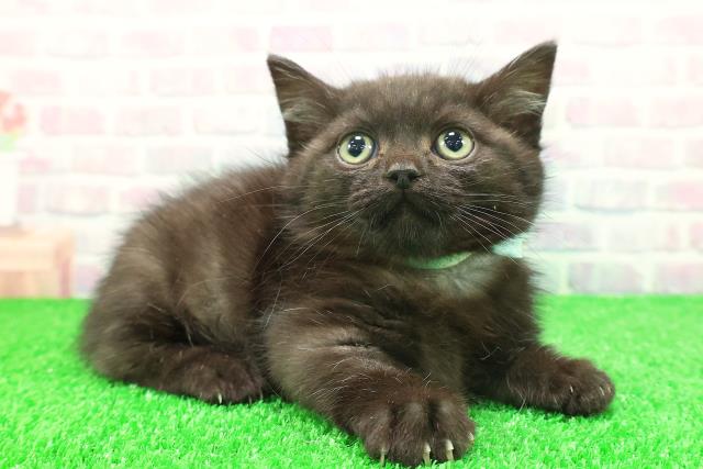 北海道のミヌエット (Coo&RIKU北見店/2025年11月22日生まれ/男の子/ブラックタビー)の子猫の3枚目の画像