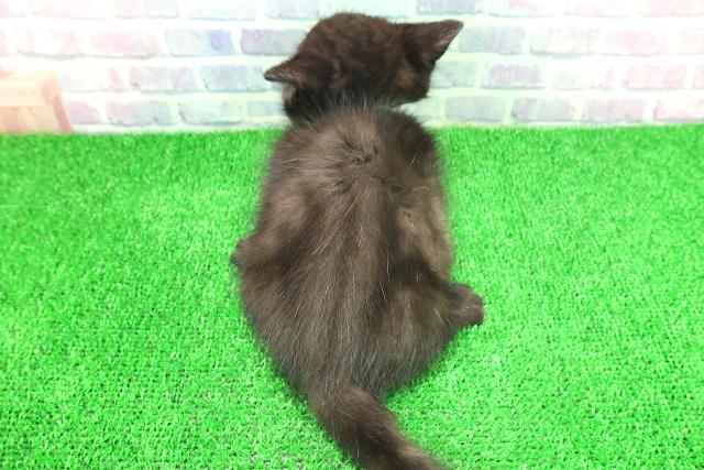 北海道のミヌエット (Coo&RIKU北見店/2025年11月22日生まれ/男の子/ブラックタビー)の子猫の4枚目の画像