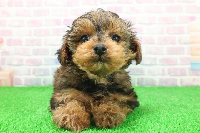 福島県のヨープー(ヨークシャーテリア×プードル) (Coo&RIKU会津若松店/2025年11月23日生まれ/女の子/レッド)の子犬