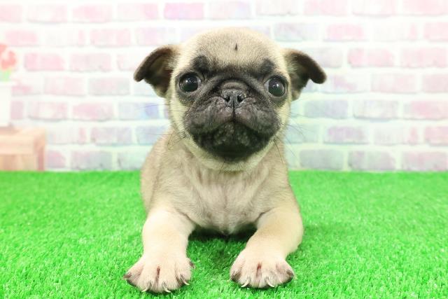 北海道のパグ (Coo&RIKU札幌東店/2025年11月17日生まれ/男の子/フォーン)の子犬