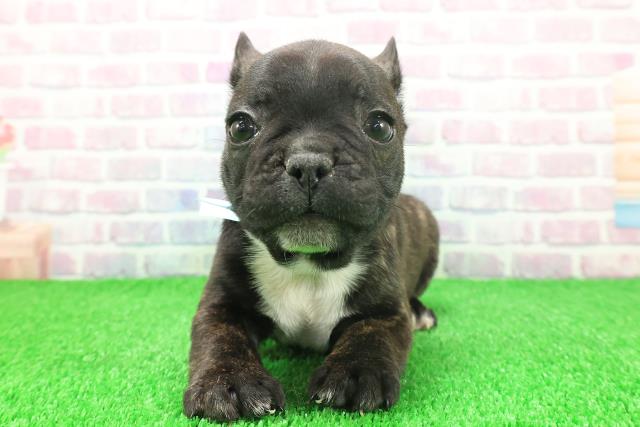 北海道のフレンチブルドッグ (Coo&RIKU旭川店/2025年11月24日生まれ/男の子/ブリンドルホワイト)の子犬の1枚目の画像