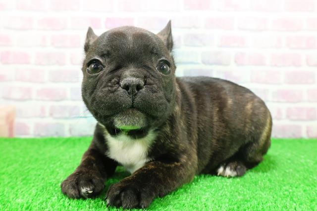 北海道のフレンチブルドッグ (Coo&RIKU旭川店/2025年11月24日生まれ/男の子/ブリンドルホワイト)の子犬の2枚目の画像