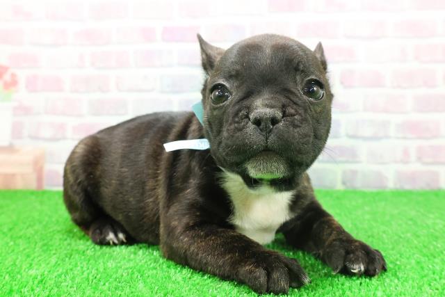 北海道のフレンチブルドッグ (Coo&RIKU旭川店/2025年11月24日生まれ/男の子/ブリンドルホワイト)の子犬の3枚目の画像