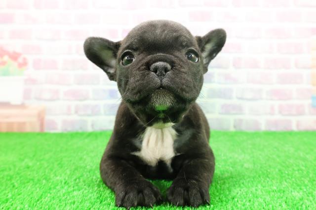 秋田県のフレンチブルドッグ (Coo&RIKU秋田店/2025年11月24日生まれ/女の子/ブリンドルホワイト)の子犬の1枚目の画像