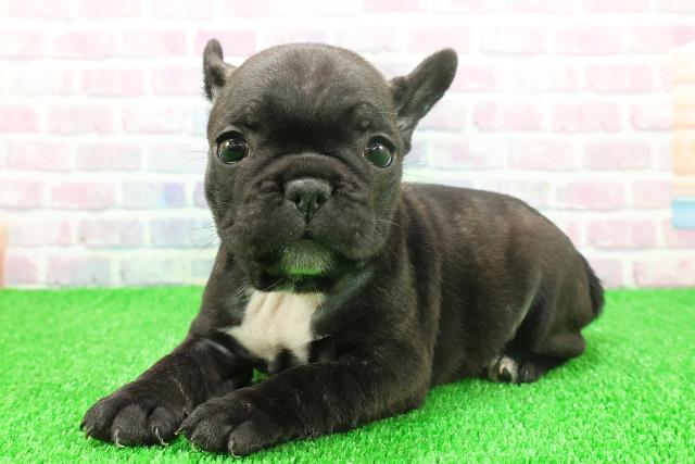 秋田県のフレンチブルドッグ (Coo&RIKU秋田店/2025年11月24日生まれ/女の子/ブリンドルホワイト)の子犬の2枚目の画像