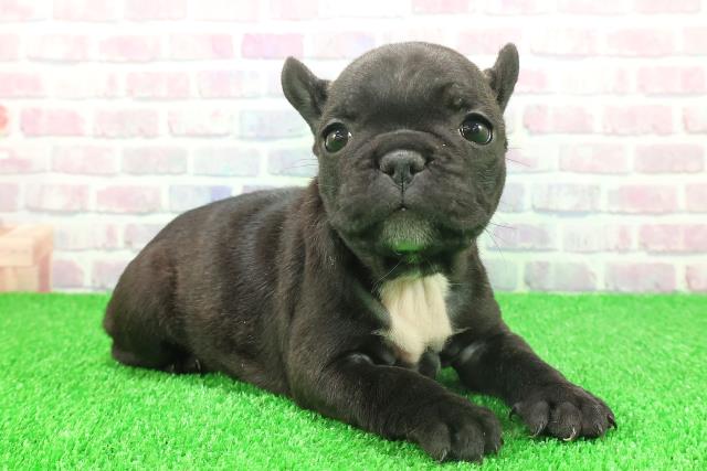 秋田県のフレンチブルドッグ (Coo&RIKU秋田店/2025年11月24日生まれ/女の子/ブリンドルホワイト)の子犬の3枚目の画像