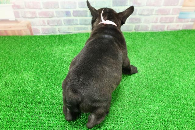 秋田県のフレンチブルドッグ (Coo&RIKU秋田店/2025年11月24日生まれ/女の子/ブリンドルホワイト)の子犬の4枚目の画像