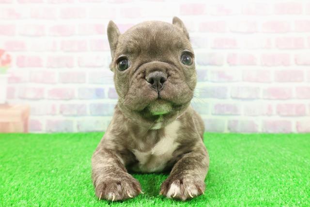 福島県のフレンチブルドッグ (Coo&RIKU郡山店/2025年11月24日生まれ/女の子/ブリンドルホワイト)の子犬