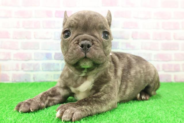 福島県のフレンチブルドッグ (Coo&RIKU郡山店/2025年11月24日生まれ/女の子/ブリンドルホワイト)の子犬の2枚目の画像