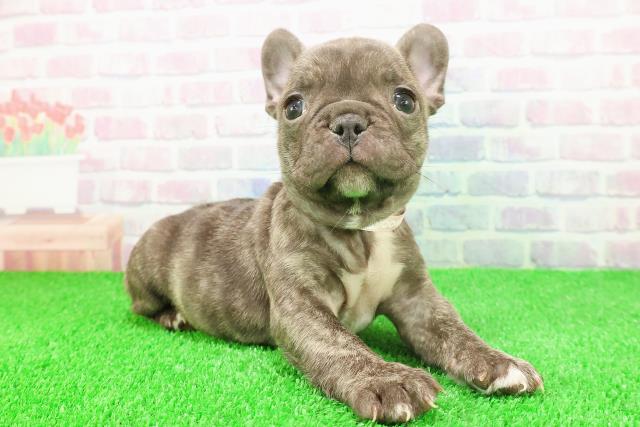 福島県のフレンチブルドッグ (Coo&RIKU郡山店/2025年11月24日生まれ/女の子/ブリンドルホワイト)の子犬の3枚目の画像