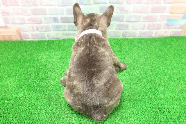 福島県のフレンチブルドッグ (Coo&RIKU郡山店/2025年11月24日生まれ/女の子/ブリンドルホワイト)の子犬の4枚目の画像