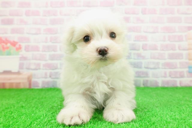 北海道のマルチーズ (Coo&RIKU帯広店/2025年11月20日生まれ/男の子/ホワイト)の子犬