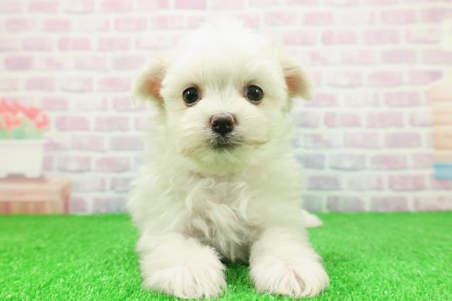 富山県のマルチーズ (Coo&RIKU富山店/2025年11月20日生まれ/女の子/ホワイト)の子犬の1枚目の画像