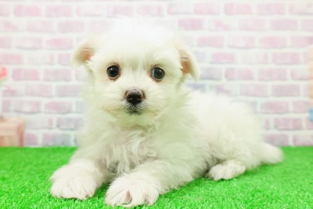 富山県のマルチーズ (Coo&RIKU富山店/2025年11月20日生まれ/女の子/ホワイト)の子犬の2枚目の画像