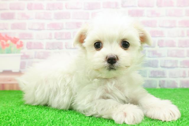 富山県のマルチーズ (Coo&RIKU富山店/2025年11月20日生まれ/女の子/ホワイト)の子犬の3枚目の画像