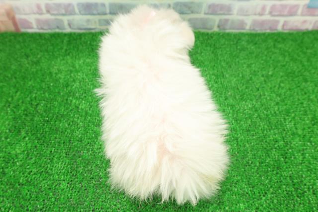 富山県のマルチーズ (Coo&RIKU富山店/2025年11月20日生まれ/女の子/ホワイト)の子犬の4枚目の画像
