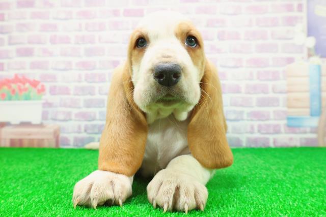 宮城県のバセットハウンド (Coo&RIKU仙台太白店/2025年11月24日生まれ/男の子/レモンホワイト)の子犬の1枚目の画像