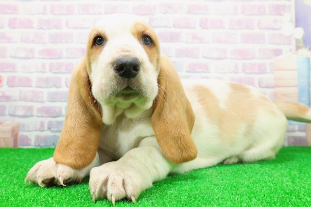 宮城県のバセットハウンド (Coo&RIKU仙台太白店/2025年11月24日生まれ/男の子/レモンホワイト)の子犬の2枚目の画像