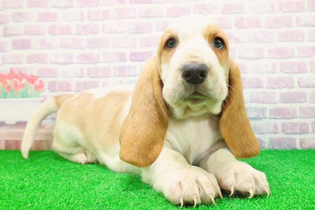 宮城県のバセットハウンド (Coo&RIKU仙台太白店/2025年11月24日生まれ/男の子/レモンホワイト)の子犬の3枚目の画像