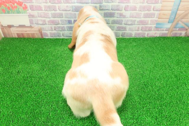 宮城県のバセットハウンド (Coo&RIKU仙台太白店/2025年11月24日生まれ/男の子/レモンホワイト)の子犬の4枚目の画像