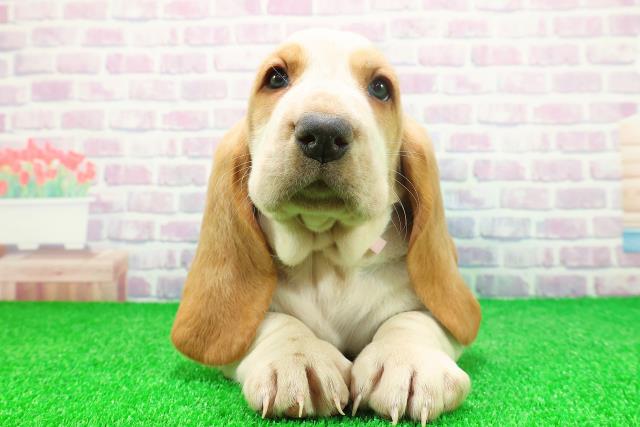 新潟県のバセットハウンド (Coo&RIKU新潟東店/2025年11月24日生まれ/女の子/レモンホワイト)の子犬の1枚目の画像