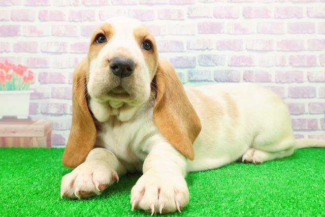 新潟県のバセットハウンド (Coo&RIKU新潟東店/2025年11月24日生まれ/女の子/レモンホワイト)の子犬の2枚目の画像