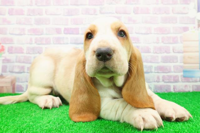 新潟県のバセットハウンド (Coo&RIKU新潟東店/2025年11月24日生まれ/女の子/レモンホワイト)の子犬の3枚目の画像