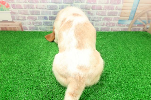 新潟県のバセットハウンド (Coo&RIKU新潟東店/2025年11月24日生まれ/女の子/レモンホワイト)の子犬の4枚目の画像