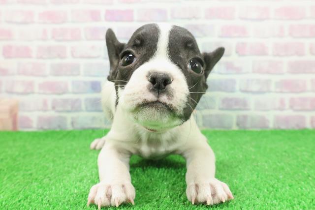 福島県のフレンチブルドッグ (Coo&RIKU会津若松店/2025年11月24日生まれ/女の子/パイド)の子犬