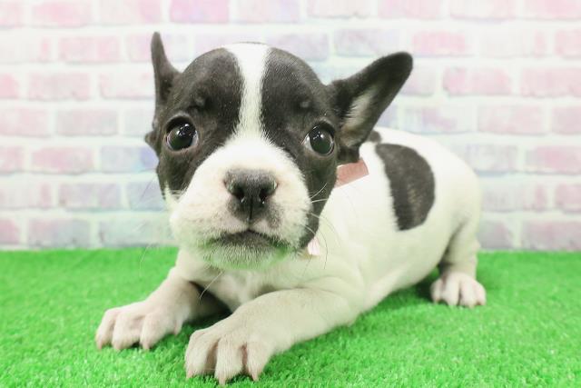 福島県のフレンチブルドッグ (Coo&RIKU会津若松店/2025年11月24日生まれ/女の子/パイド)の子犬の2枚目の画像