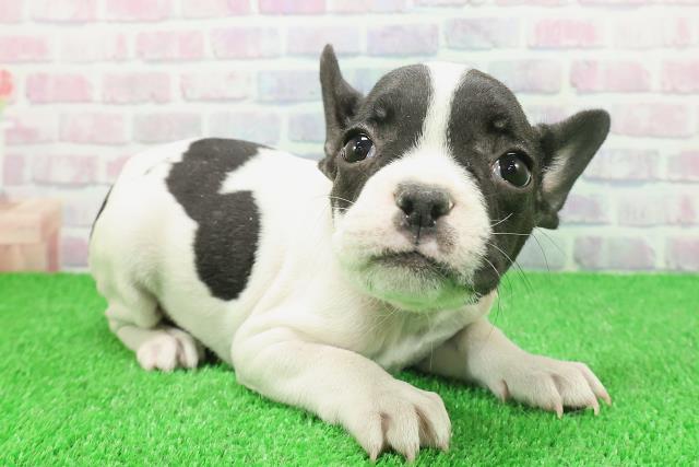 福島県のフレンチブルドッグ (Coo&RIKU会津若松店/2025年11月24日生まれ/女の子/パイド)の子犬の3枚目の画像