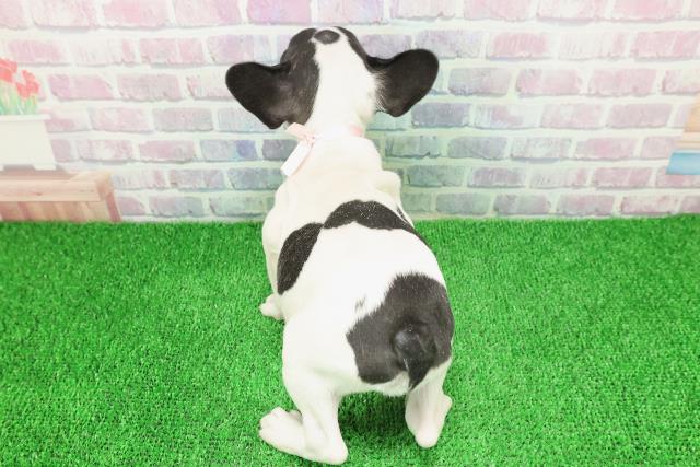 福島県のフレンチブルドッグ (Coo&RIKU会津若松店/2025年11月24日生まれ/女の子/パイド)の子犬の4枚目の画像