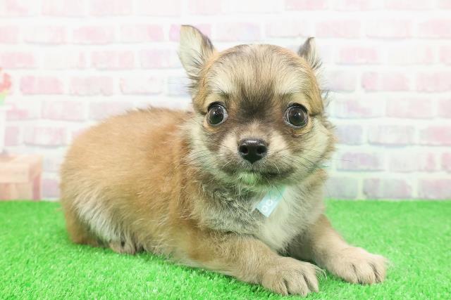 埼玉県のチワワ(ロング) (Coo&RIKU綿半坂戸店/2025年11月24日生まれ/男の子/フォーン)の子犬の3枚目の画像