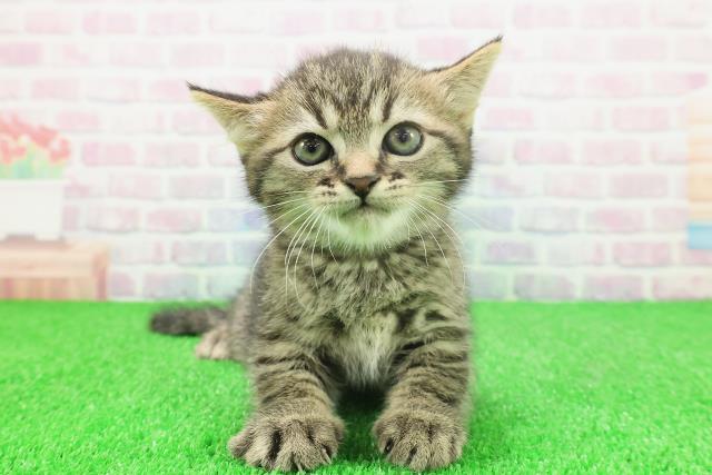 栃木県のミヌエット (Coo&RIKUFKDインターパーク店/2025年11月23日生まれ/男の子/ブラウンタビー)の子猫の1枚目の画像