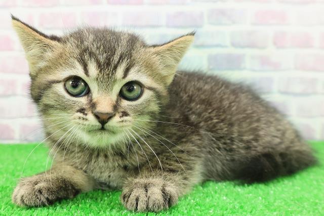栃木県のミヌエット (Coo&RIKUFKDインターパーク店/2025年11月23日生まれ/男の子/ブラウンタビー)の子猫の2枚目の画像