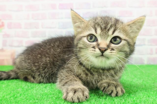 栃木県のミヌエット (Coo&RIKUFKDインターパーク店/2025年11月23日生まれ/男の子/ブラウンタビー)の子猫の3枚目の画像
