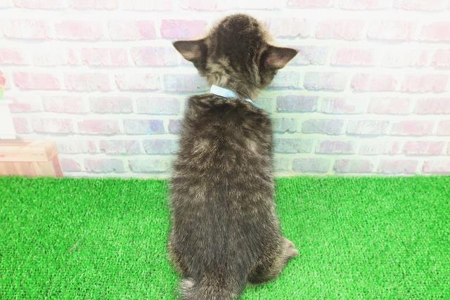 栃木県のミヌエット (Coo&RIKUFKDインターパーク店/2025年11月23日生まれ/男の子/ブラウンタビー)の子猫の4枚目の画像